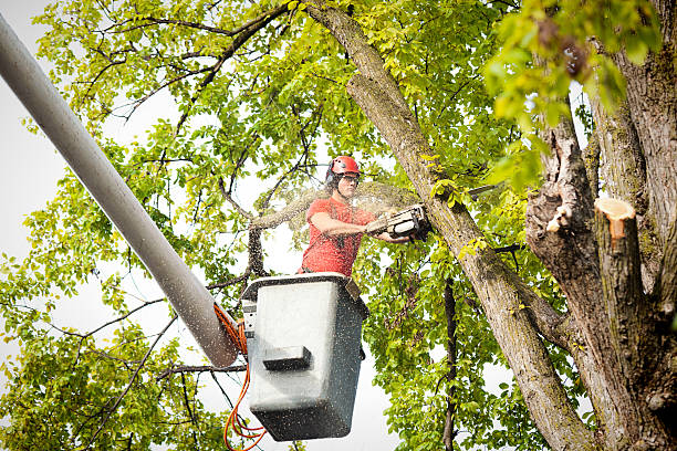 Best Large Tree Removal  in Gray Summit, MO